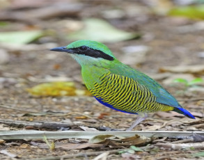 Seltener Vogel im Cat Tien Nationalpark