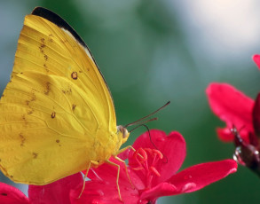 Seltener Schmetterling im Cat Tien Nationalpark