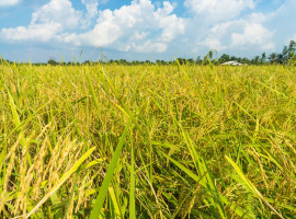 Typisches Reisfeld