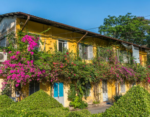 Bewachsenes Wohnhaus in Saigon