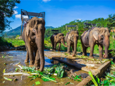 Elefanten in Buon Ma Thuat