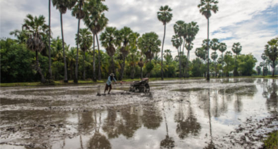 Feldarbeiter in Chau Doc