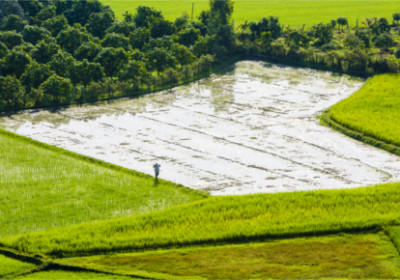 Reisfeld im Mekong Delta