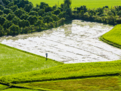 Reisfeld im Mekong Delta