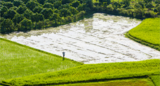 Reisfeld im Mekong Delta