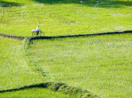 Landarbeiter mit Fahrrad an einem Reisfeld