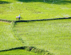 Landarbeiter mit Fahrrad an einem Reisfeld