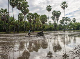 Feldarbeiter auf einem Reisfeld in Chau Doc