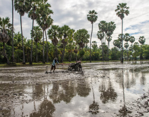 Feldarbeiter auf einem Reisfeld in Chau Doc