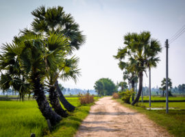 Feldweg in Chau Doc