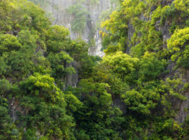 Grüne Felswand in der Halong Bucht