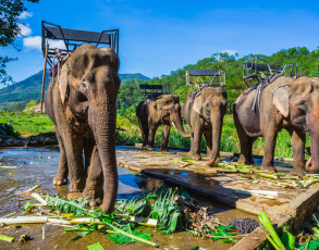 Elefanten in Buon Ma Thuat