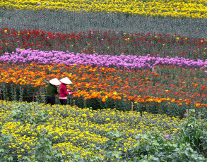 Blumenplantage im Hochland