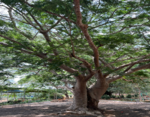 alter Baum