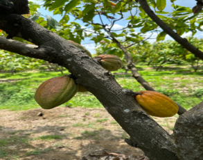kakaofrucht am Baum
